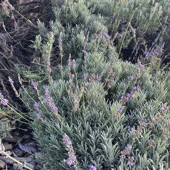 123 Farm - Lavender fields, beautiful - Farmers Market Near Me - Cherry Valley, California 123 Farm - Lavender fields, beautiful - Farmers Market Near Me - Cherry Valley, California