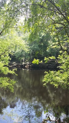 Suwannee River State Park by null