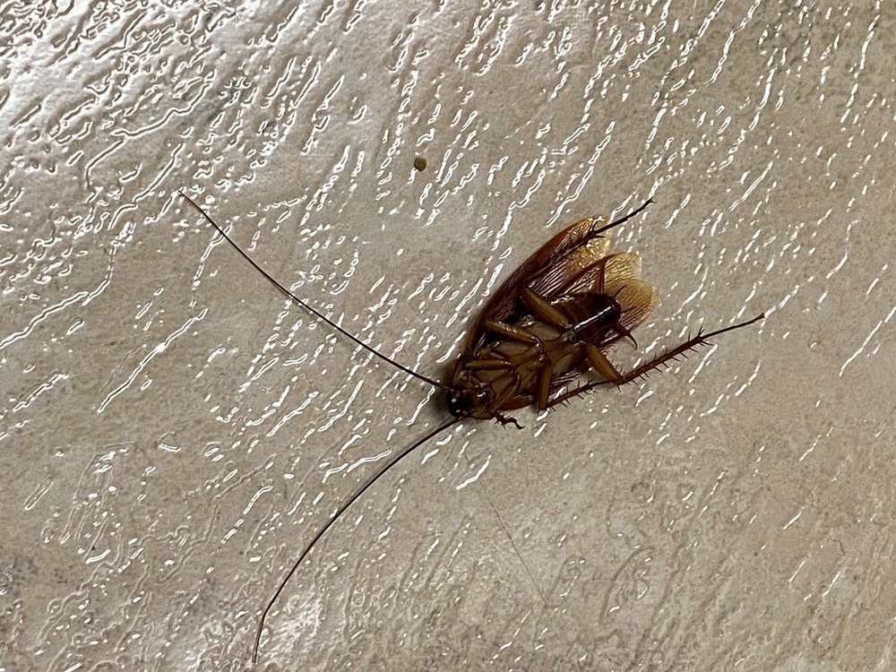 NOB HILL Updated July 2024 146 Photos & 71 Reviews 5410 N Braeswood Blvd, Houston, Texas