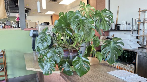 Avoca Coffee Roasters by null