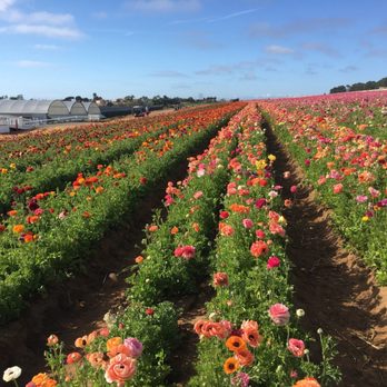 The Flower Fields - Flower fields - Venues & Event Spaces Near Me - Carlsbad, California