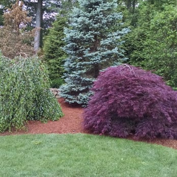 Land Care Associates - Before.. - Tree Services Near Me - Marshfield, Massachusetts Land Care Associates - Before.. - Tree Services Near Me - Marshfield, Massachusetts
