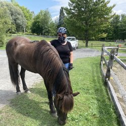 Vermont Icelandic Horse Farm - Bentley an amazing horse!