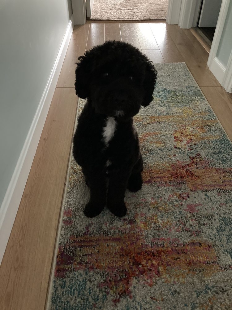 THE GNARLY DOG Updated August 2024 11 Photos & 22 Reviews 1153