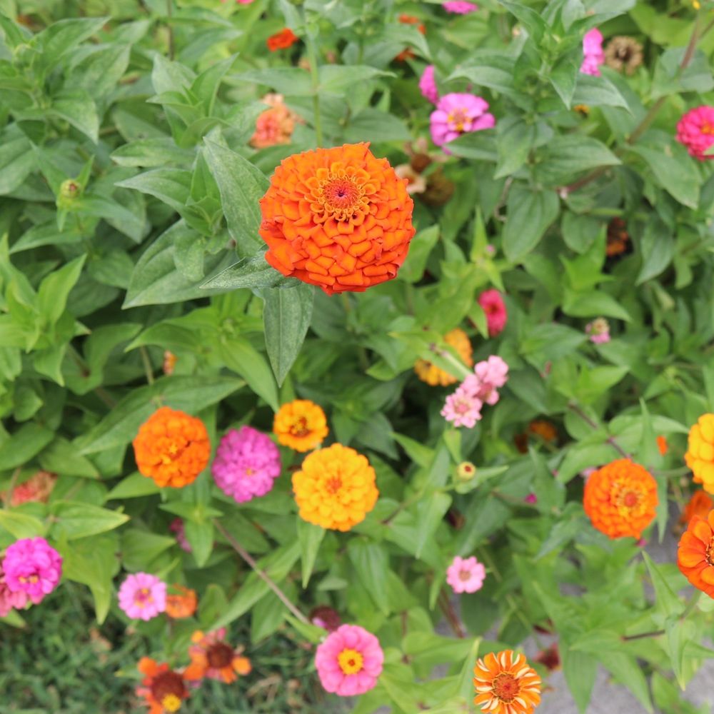 Stomping Ground - Home & Garden Near Me - Indianapolis, Indiana