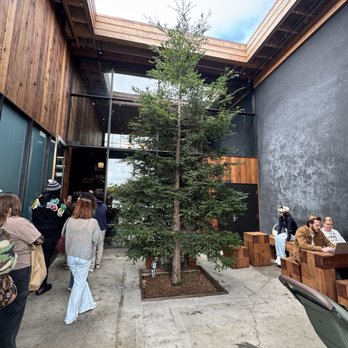 Hedge Coffee - Exterior - front door tree - Coffee & Tea Near Me - San Francisco, California