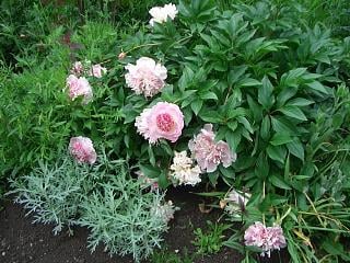 Jardin des Evouettes