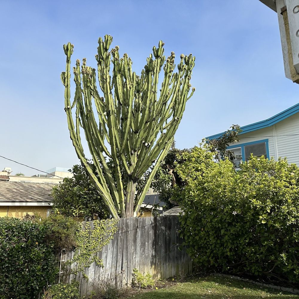 Acotillo Tree Service - Trimmed cactus and orange tree next door - Tree Services Near Me - Los Angeles, California