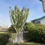 Photo of Acotillo Tree Service