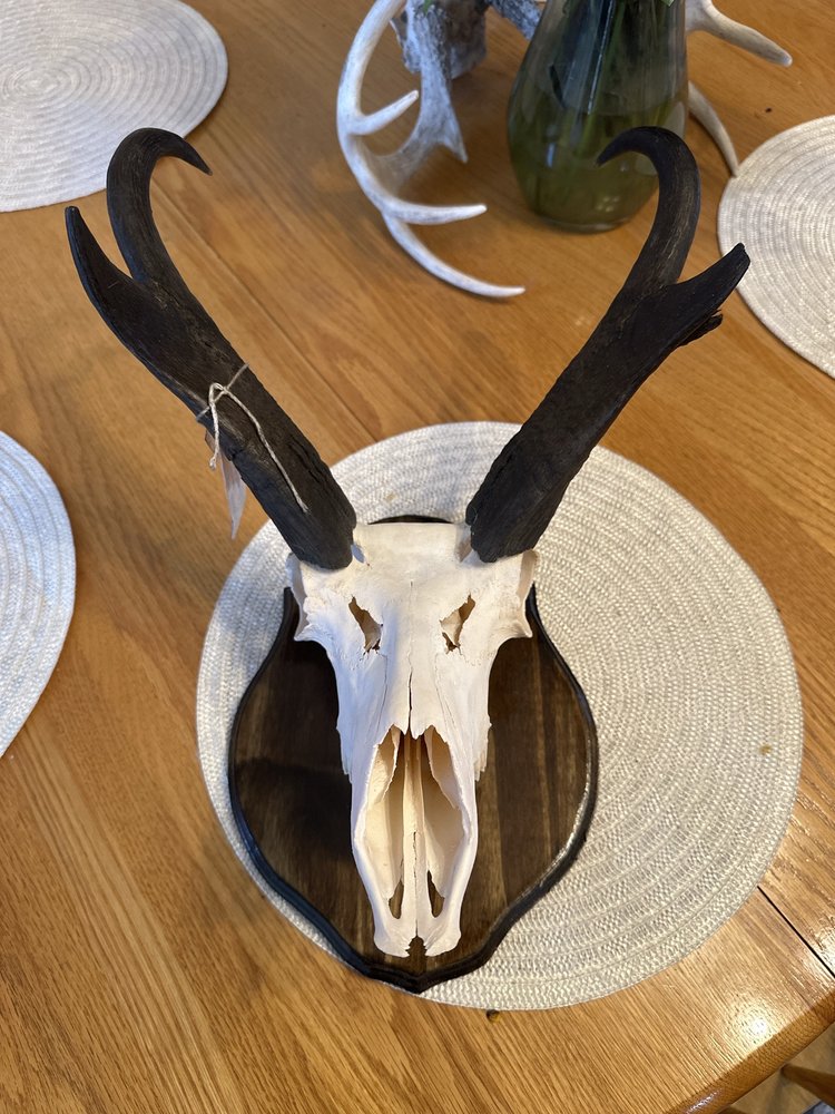 Five Valley Taxidermy - taxidermy in Frenchtown, MT