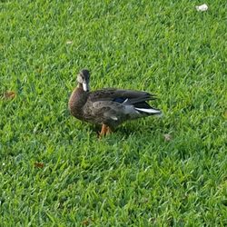 State of Hawaii, Department of Human Services - Duck on grass