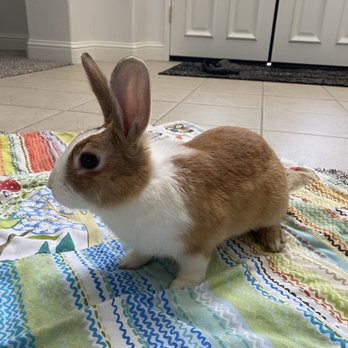 JJ’s Rabbit House - Animal Shelters Near Me JJ’s Rabbit House - Animal Shelters Near Me