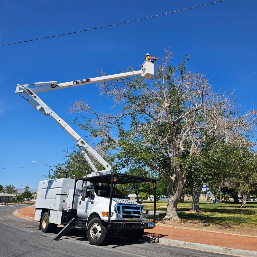 Palms & Trees Services - tree service in Las Vegas, NV