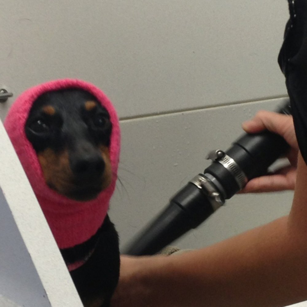 Pet Makeovers - Ellie during her blow dry - Pet Groomers Near Me - Mesa, Arizona Pet Makeovers - Ellie during her blow dry - Pet Groomers Near Me - Mesa, Arizona