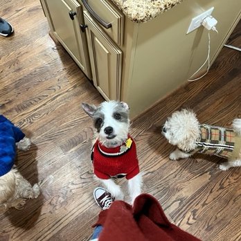 Karma Dog Training - Shipley, Tommy, and Zeke - Pet Training Near Me - Carrollton, Texas