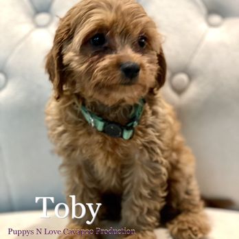 PUPPYS N LOVE - Updated December 2025 - Request Information