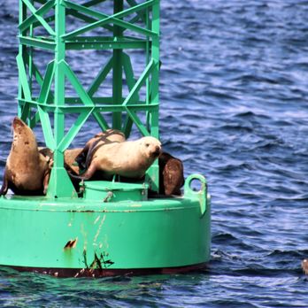 Allen Marine Tours - Seals! - Boating Near Me - Sitka, Alaska Allen Marine Tours - Seals! - Boating Near Me - Sitka, Alaska