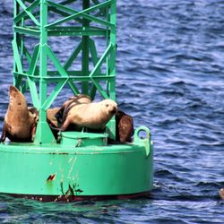 Allen Marine Tours - Seals!