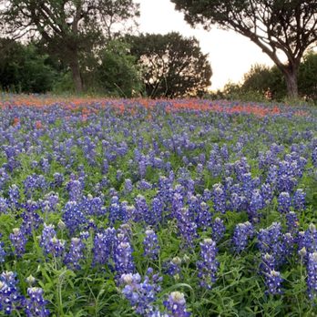 Cliffview Resort - Beautiful flowers on property - Resorts Near Me - Clifton, Texas