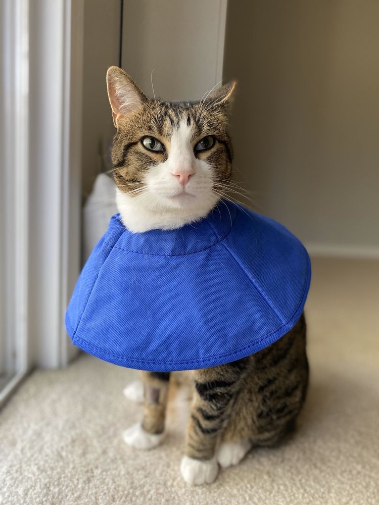 PARKWAY VETERINARY HOSPITAL Updated April 2024 14 Photos & 46 Reviews 3996 Douglas Way