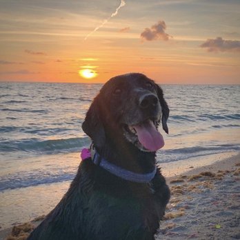Laurel Road Veterinary Clinic - Veterinarians Near Me - Nokomis, Florida