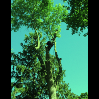Reliable Tree Service - Snow Removal Near Me - Burlington, Ontario Reliable Tree Service - Snow Removal Near Me - Burlington, Ontario