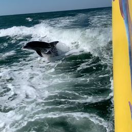 Dolphins at play!