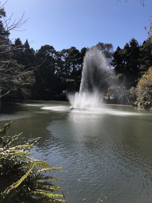 Pukekura Park by null