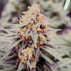 Cathy's Compassion Center - Super lemon Haze