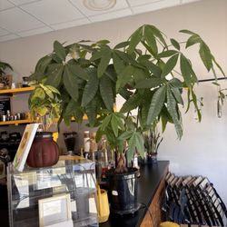 AndySunflower Café - Decor