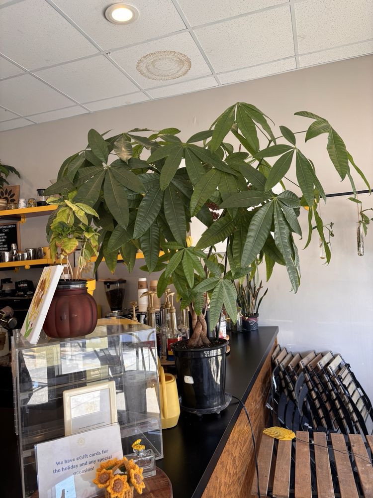 Social spots from AndySunflower Café