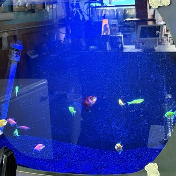 Infinite Aquarium - Aquarium Services Near Me - Santa Clara, California Infinite Aquarium - Aquarium Services Near Me - Santa Clara, California