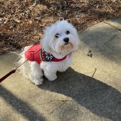 PetSuites Hoover - Nash is ready to play with his friends!