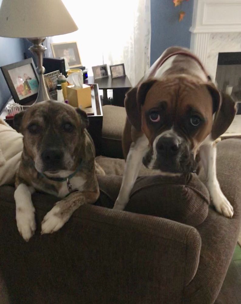 WINDER ANIMAL HOSPITAL - 12 Reviews - Veterinarians - 163 W Athens St