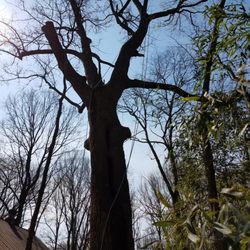 Woody's Tree Service - Large cotton-wood by my barn that had to come down.