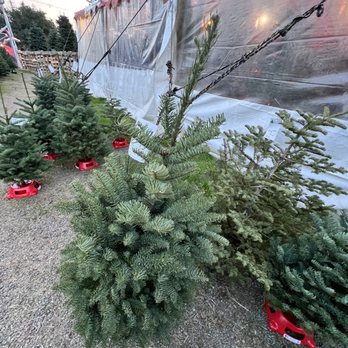 Queens Trees - Nurseries & Gardening Near Me - Saratoga, California Queens Trees - Nurseries & Gardening Near Me - Saratoga, California