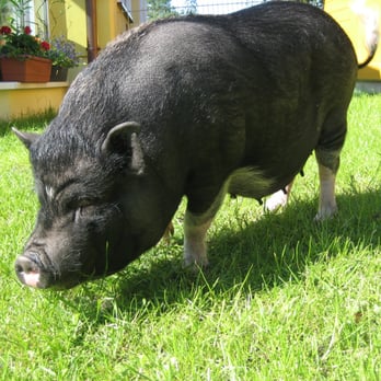 Hotel Vineta - Unser Maskottchen "Lilly" heißt Sie herzlich willlkommen. - Hotels Near Me - Zinnowitz, MV