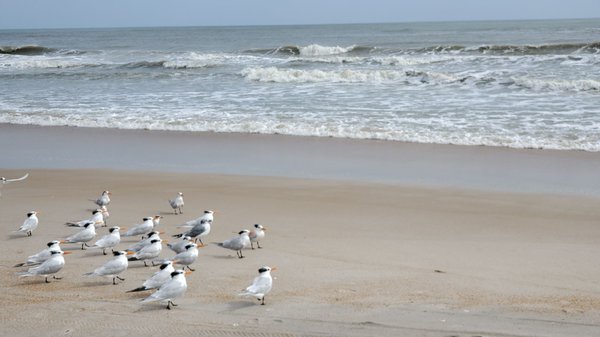 Anastasia State Park by null