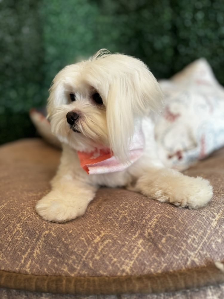 ZEUS BARBER PETS SPA Updated September 2024 68 Photos & 37 Reviews