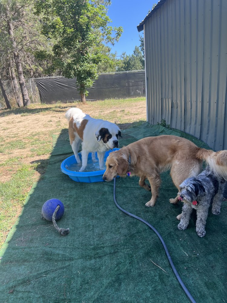 J lees Pet Sitting - pet boarding facility in Liberty Lake, WA