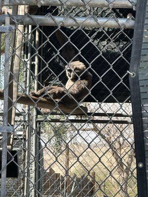 Gibbon Conservation Center by null