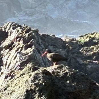 Pfeiffer Beach - Black Oystercatcher - Beaches Near Me - Big Sur, California
