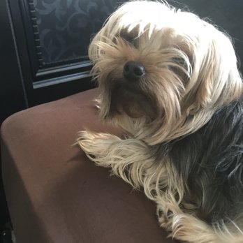 Pretty Pets Mobile Grooming - Before - Pet Groomers Near Me Pretty Pets Mobile Grooming - Before - Pet Groomers Near Me