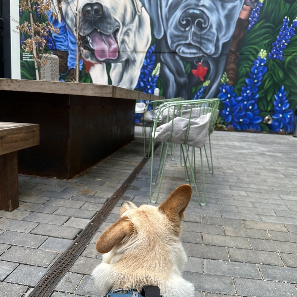 Blue Lacy - outside patio - Bars Near Me - Austin, Texas Blue Lacy - outside patio - Bars Near Me - Austin, Texas