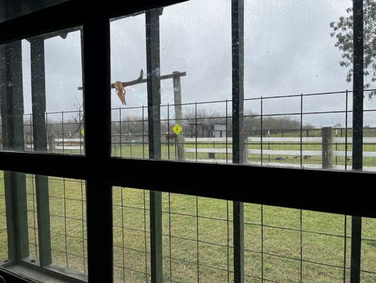 Longhorn Cattle Company by null