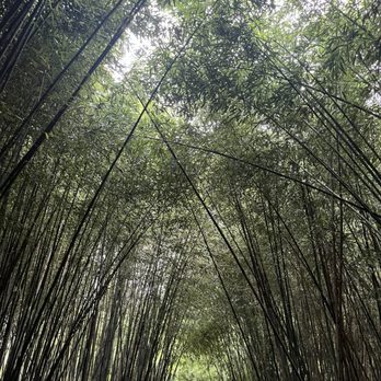 Birmingham Botanical Gardens - Bamboo forest - Venues & Event Spaces Near Me - Birmingham, Alabama Birmingham Botanical Gardens - Bamboo forest - Venues & Event Spaces Near Me - Birmingham, Alabama