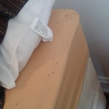 Mac Properties - Chicago - Mice droppings on the bed - Apartments Near Me - Chicago, Illinois Mac Properties - Chicago - Mice droppings on the bed - Apartments Near Me - Chicago, Illinois
