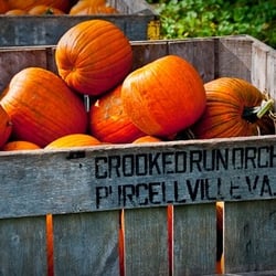 Crooked Run Orchard