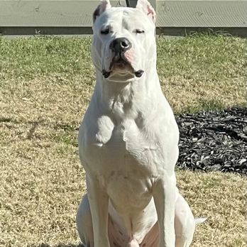 Dream Dogos - Dream Dogos - Pet Breeders Near Me Dream Dogos - Dream Dogos - Pet Breeders Near Me