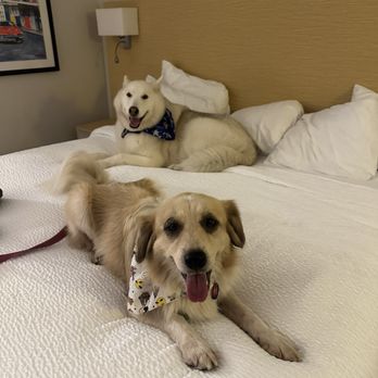 Thunderbird Inn - Well guess the bed is comfy! - Hotels Near Me - Savannah, Georgia